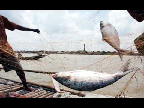 ইলিশ ধরায় নিষেধাজ্ঞা শুরু