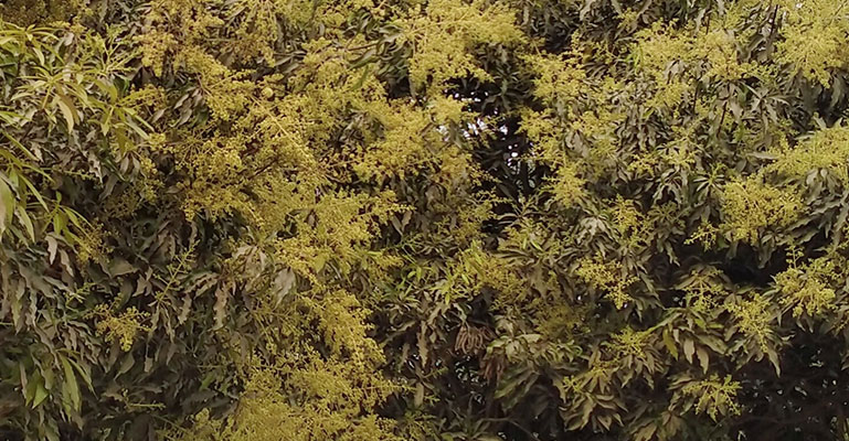 পাতার ফাঁকে উঁকি দিচ্ছে আম চাষির স্বপ্ন!