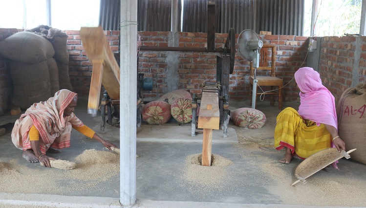 ঠাকুরগাঁওয়ে ঢেঁকির আধুনিক পদ্ধতিতে  চাল প্রস্তুত