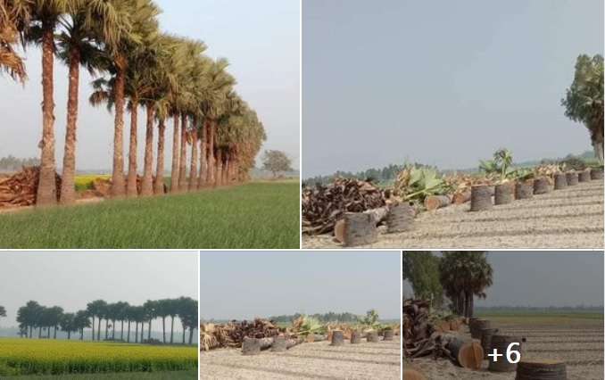 গাছগুলোকে নির্মমভাবে খুন করা হয়েছে..