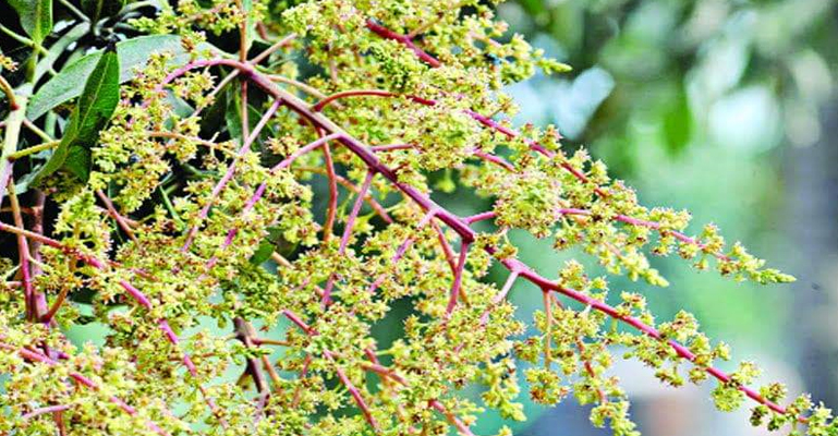 মুকুলে ছেয়ে গেছে ঠাকুরগাঁওয়ের আম বাগানগুলো