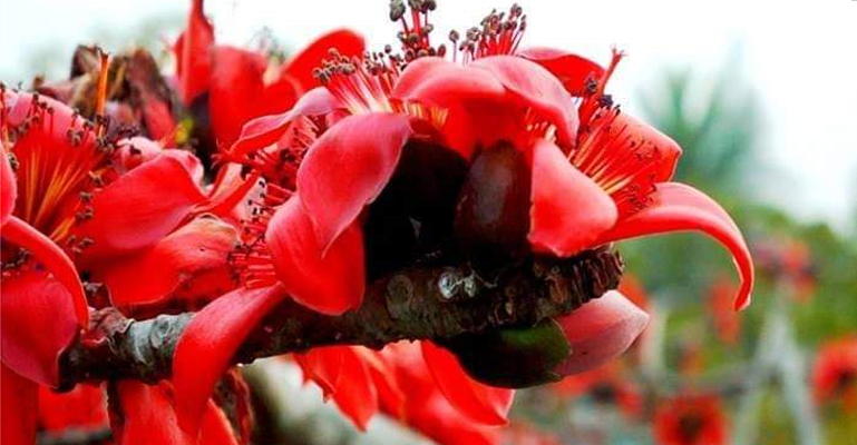 ঠাকুরগাঁওয়ে ক্রমেই হারিয়ে যাচ্ছে শিমুল গাছ