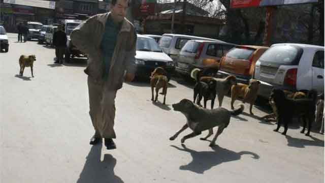 কুকুর তাড়ানোর অব্যর্থ নিনজা টেকনিক!