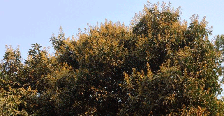 আমের মুকুলের মৌ মৌ ঘ্রাণে মুগ্ধতা ছড়াচ্ছে তিতুমীর কলেজে