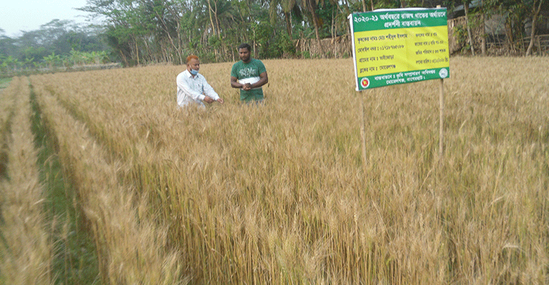 মোড়েলগঞ্জে মাঠজুড়ে এখন পাকা সোনালী গমের সমরোহ