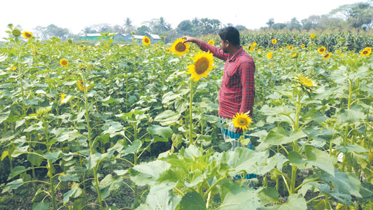 ধামরাইয়ে সূর্যমুখী চাষে আগ্রহ বাড়ছে
