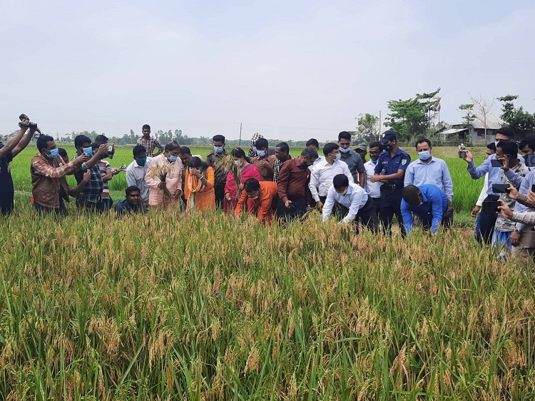 সুনামগঞ্জে বোরো ধান কর্তনের উদ্ধোধন করেছেন কৃষি মন্ত্রী ড. আব্দুর রাজ্জাক