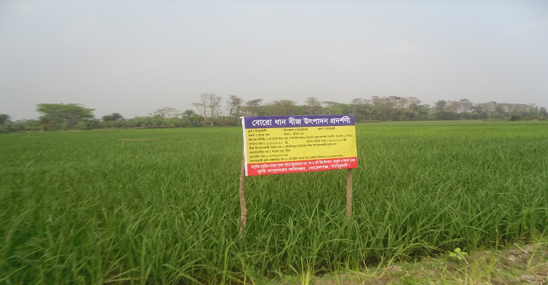মোড়েলগঞ্জে বোরো ধানের বাম্পার ফলনের সম্ভাবনা