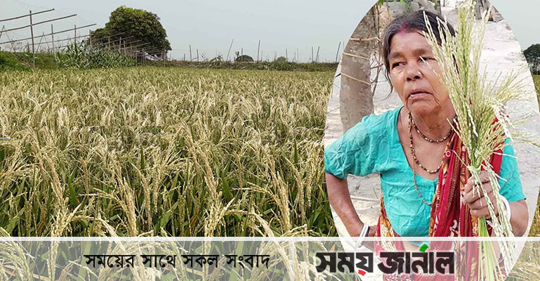 টুঙ্গিপাড়ায় কৃষকের কান্না, ধান ঝলসে ৯২ কোটি টাকার ক্ষতি