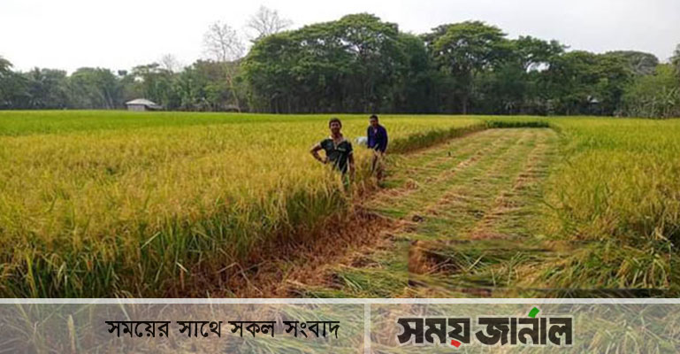 যশোরে আগাম বোরোধান কাটা শুরু