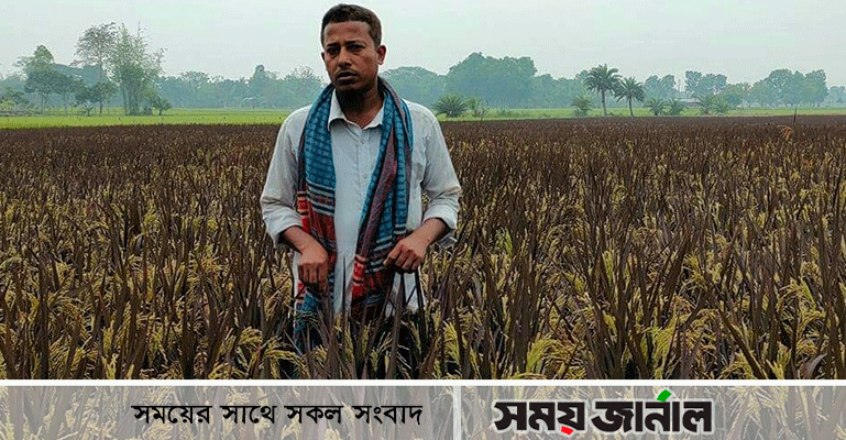 ভিডিও দেখে উৎসাহ: বেগুনি রঙের ধান চাষে সফল শ্রীপুরের এনামুল