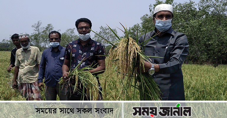 মোড়েলগঞ্জে কৃষকের সাথে ধান কাটলেন চেয়ারম্যান রাজ্জাক