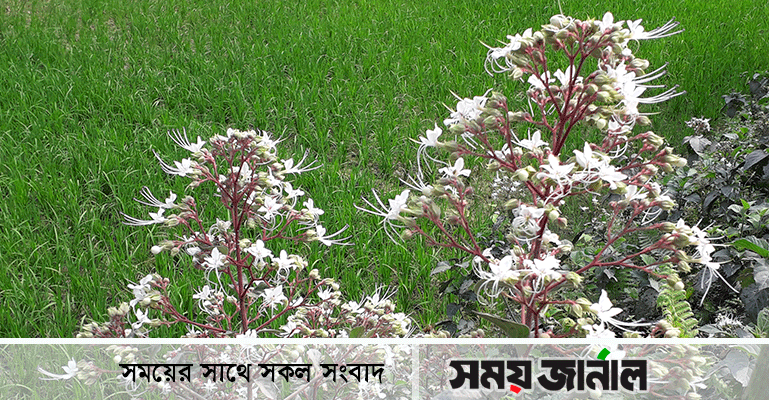 মুগ্ধতা ছড়াচ্ছে 'ভাট ফুল'