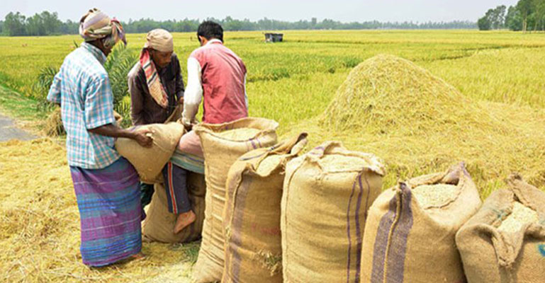 ‘২৭ টাকা দরে ধান ও ৪০ টাকা দরে সেদ্ধ চাল কিনবে সরকার’