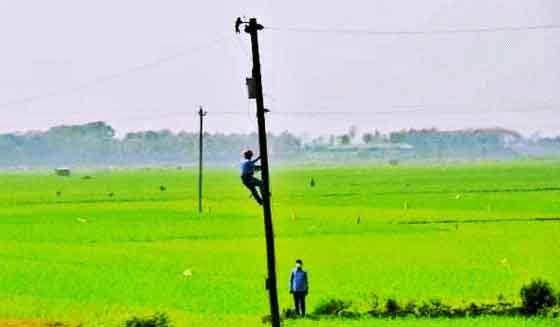 ধামরাইয়ে পল্লী বিদ্যুতের নিরবচ্ছিন্ন সেবাতে বোরো ধানের বাম্পার ফলন