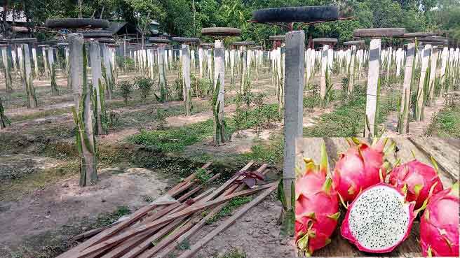 গোপালগঞ্জে এই প্রথম বানিজ্যিকভাবে ড্রাগন ফল উৎপাদনের চ্যালেঞ্জ