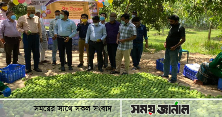 সাতক্ষীরার ব্রান্ড বিখ্যাত হিম সাগর আম যাচ্ছে ইটালিতে