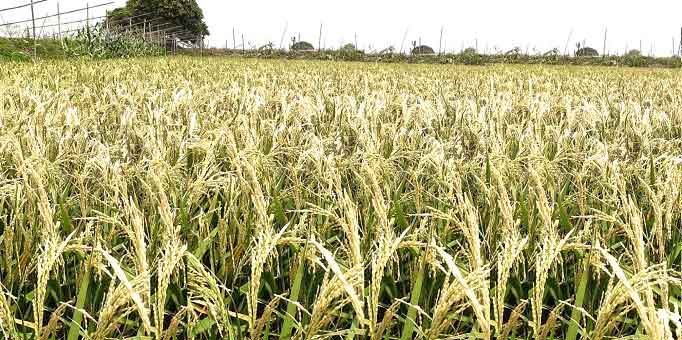 টুঙ্গিপাড়ায় বোরো ধানে ক্ষতিগ্রস্থ প্রায় ৩ হাজার কৃষক পায়নি আর্থিক সহায়তা