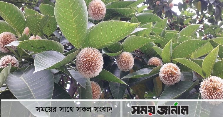 জ্যৈষ্ঠের কদম ফুল