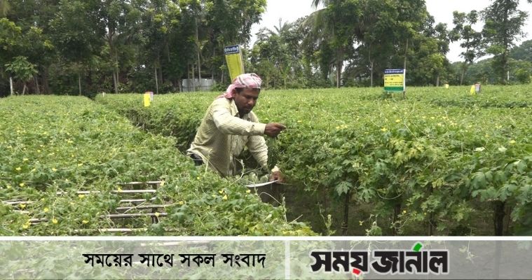 যশোরের বিষমুক্ত করলা যাচ্ছে বিদেশে