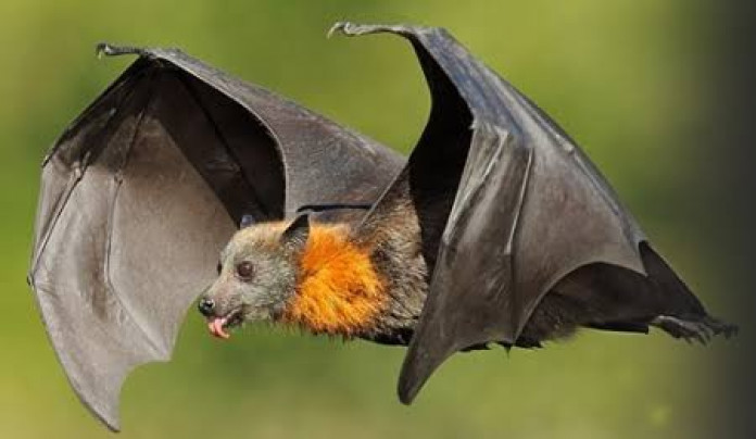 বাদুড়ের শরীরে মিললো করোনার চেয়েও ভয়ানক ভাইরাস