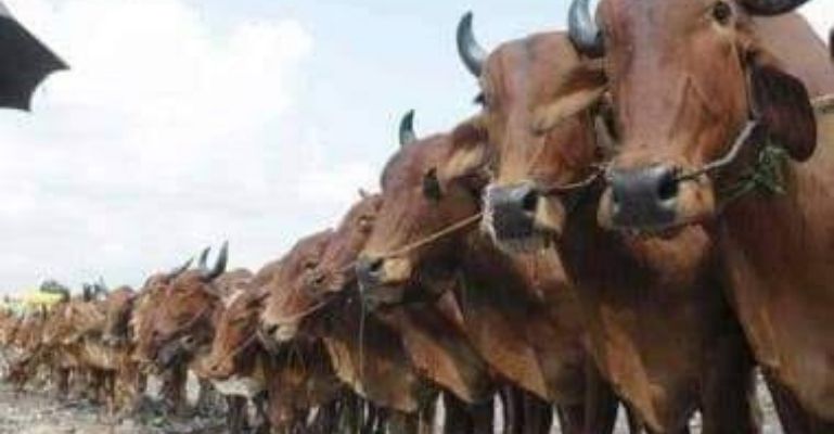 সীমান্তে গরু পাচার, ভারতীয় ভ্যারিয়েন্ট আতংকে কুড়িগ্রামবাসী