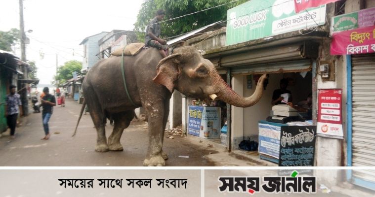 খাদ্যের সন্ধানে হাতি মোড়েলগঞ্জ শহরে