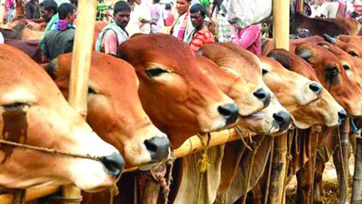 রাজধানীতে ১৭ জুলাই থেকে কোরবানির পশুর হাট