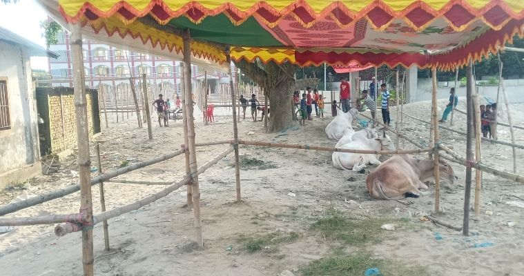 গজারিয়ায় শুক্রবার থেকে কুরবানির পশুর হাট শুরু