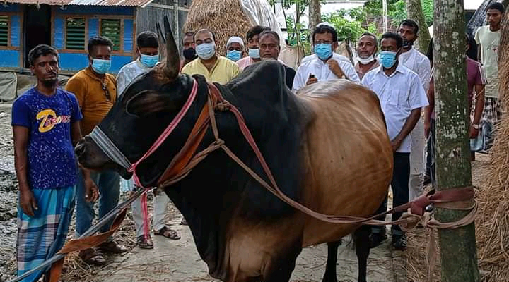 বাগেরহাটে প্রধানমন্ত্রীর নামে কোরবানি হবে ৮০০ কেজি ওজনের 'রাজাবাবু'