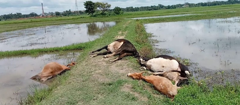চৌদ্দগ্রামে পল্লী বিদ্যুতের তারে প্রাণ গেল ফরিদের একমাত্র সম্বল ৫ গরুর