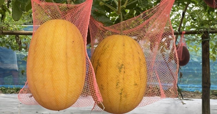 সাতক্ষীরায় মধুমালা, ইয়োলো বার্ড ও ব্লাক বেবি তরমুজ চাষে কৃষকের সাফল্য