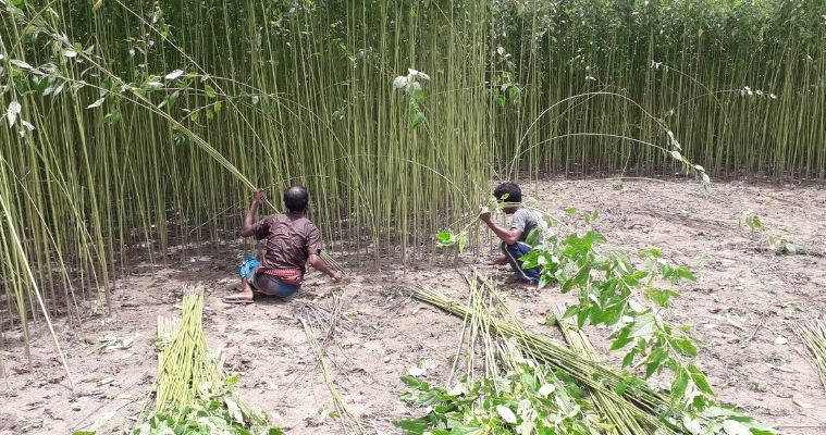 রাজীবপুরে পাটে জাগ দেওয়া নিয়ে দুশ্চিন্তায় কৃষক