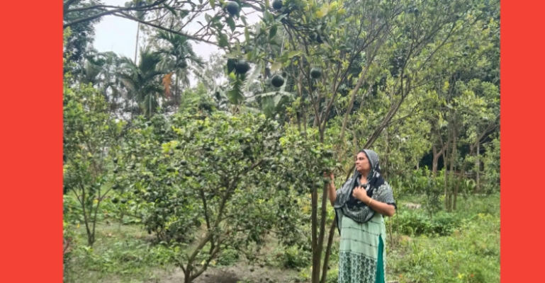 কমলা চাষে সফল প্রাথমিকের শিক্ষক ফাতেমা