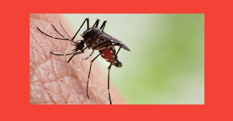 ডেঙ্গু আক্রান্ত হয়ে একদিনে আরও ২১০ রোগী হাসপাতালে