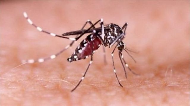 ডেঙ্গুর নতুন ধরন ডেনভি-৩, বেশি আক্রান্ত ঢাকার রোগীরা