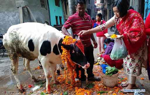 গরুর নিঃশ্বাস থেকে অক্সিজেন পাই : ভারতীয় বিচারপতি