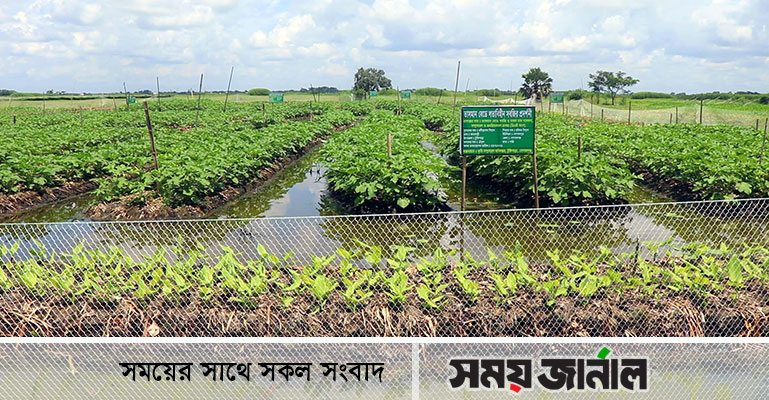 গোপালগঞ্জে জনপ্রিয় হয়ে উঠেছে ভাসমান বেডে সবজি ও মসলা চাষ