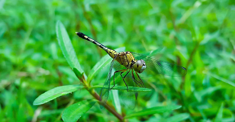 ঘাস ফড়িংয়ের বিয়ে দিবো