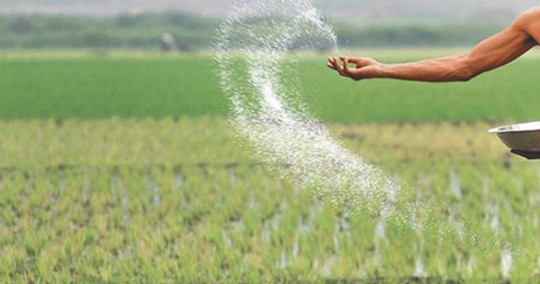 ফরিদপুরে কৃষকদের দাবি সারের মূল্য বেড়েছে, ডিলার বলছে বাড়েনি