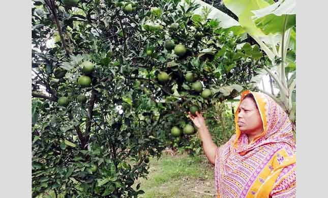 মাল্টাবাগান করে সফল কুষ্টিয়ার ময়না খাতুন