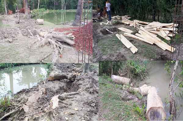 মোড়েলগঞ্জে প্রধান শিক্ষকের বিরুদ্ধে বিদ্যালয়ের ১৭টি গাছ বিক্রির অভিযোগ