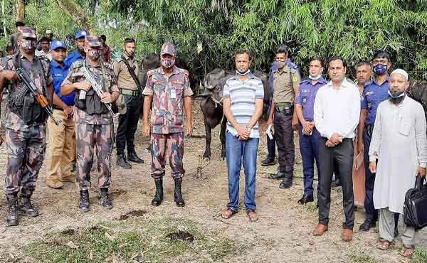 লালমনিরহাটে ৫৬টি ভারতীয় গরু-মহিষ আটক