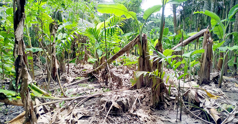 লক্ষ্মীপুরে গাছ কেটে জমি দখলের অভিযোগ