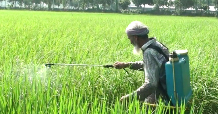 হাকিমপুরে আমন ক্ষেতে পোকার আক্রমণ, দিশেহারা কৃষক