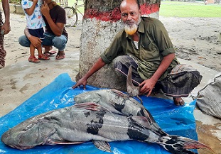 নাটোরের সিংড়ায় ৩১ কেজির বাঘাইর মাছ