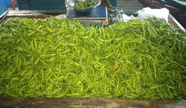 ঝালে নাকাল লক্ষ্মীপুর, দু'শ টাকা কাঁচামরিচ