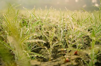 হিমালয় থেকে আসতে শুরু করেছে শীত নামানো হাওয়া