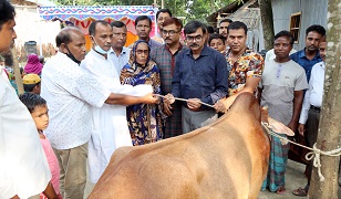 ঠাকুরগাঁওয়ে অসহায় বৃদ্ধাকে গরু সহায়তা প্রদান