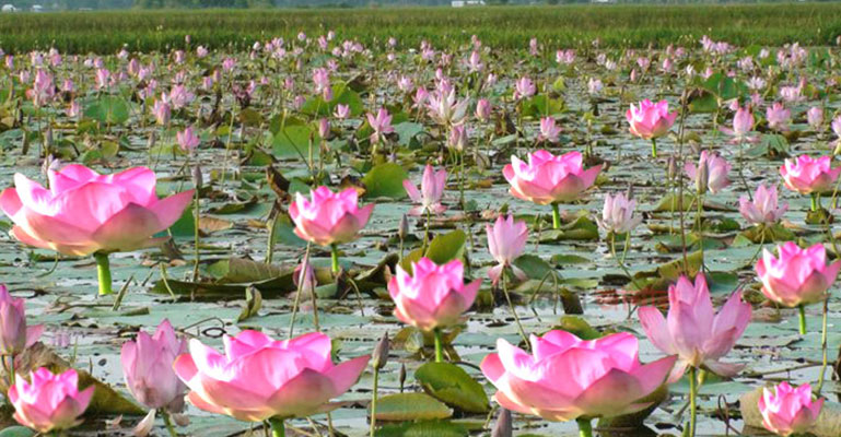 পদ্ম ফুলের সৌন্দর্যে দর্শনার্থীদের মুখে হাসি